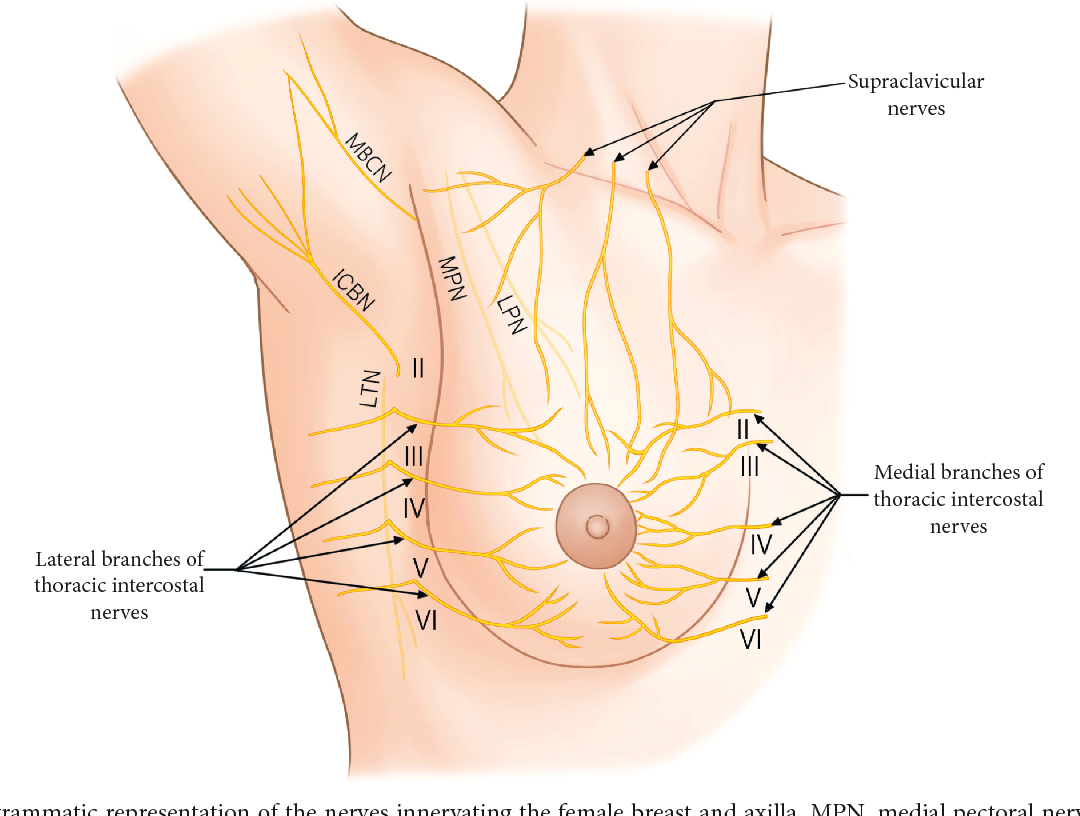 Reducing Pain After Mastectomy With Nerve Blocks - Arizona -3292